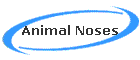 Animal Noses